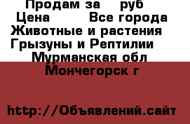 Продам за 50 руб. › Цена ­ 50 - Все города Животные и растения » Грызуны и Рептилии   . Мурманская обл.,Мончегорск г.